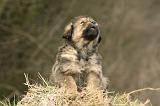 DOGUE DU TIBET 396